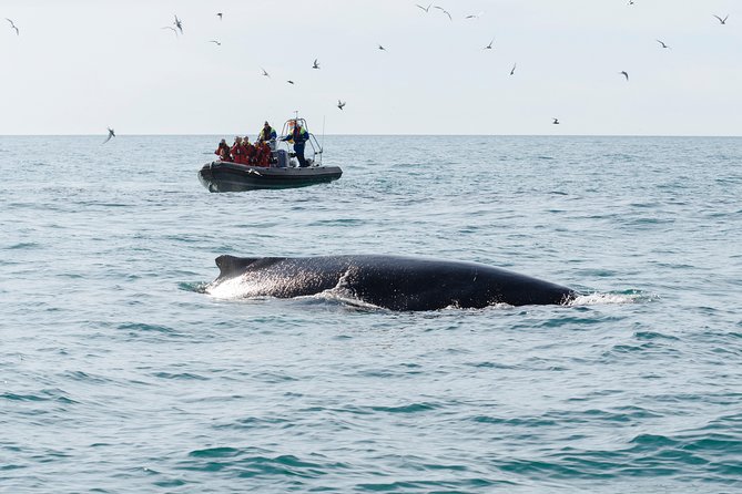 RIB boat express: Whales, Eyjafjord and Akureyri - Whale watching with a guarantee