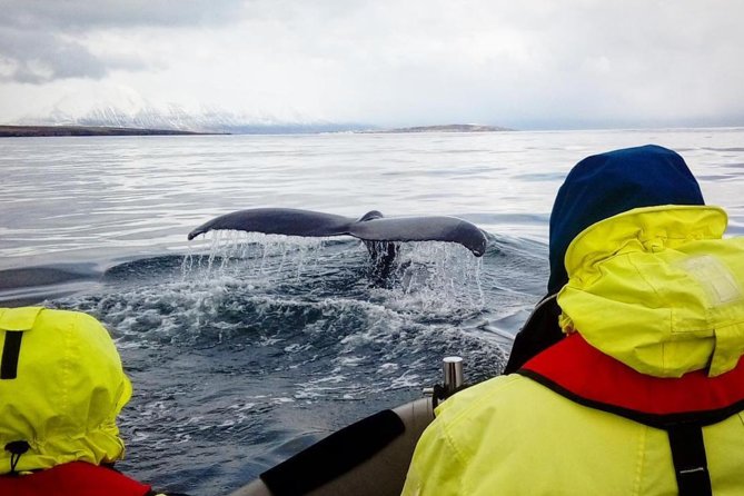 RIB boat express: Whales, Eyjafjord and Akureyri - The real value of $192.66