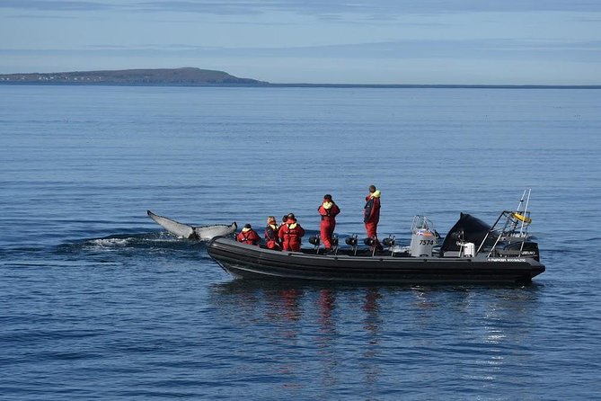 RIB boat express: Whales, Eyjafjord and Akureyri - Planning around the meeting point