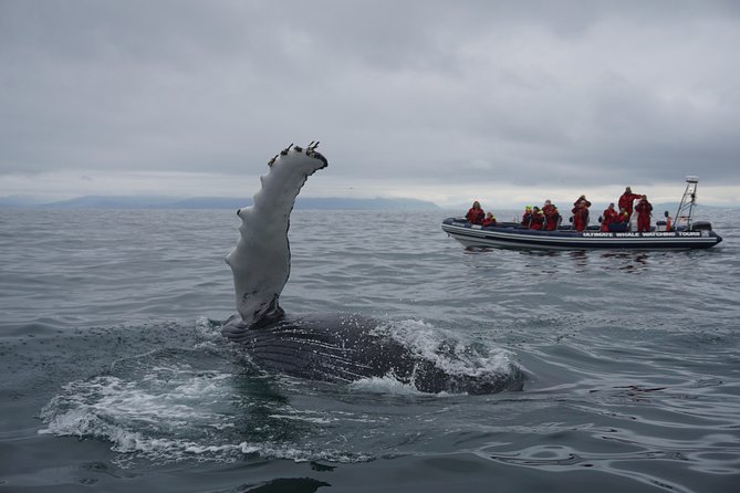 RIB Whale Watching Small-Group Boat Tour from Reykjavik - Leaving Ægisgarður 5d in Reykjavik