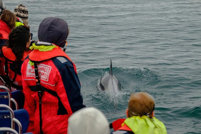 RIB Whale Watching Small-Group Boat Tour from Reykjavik - Returning past the Sun Voyager and Harpa