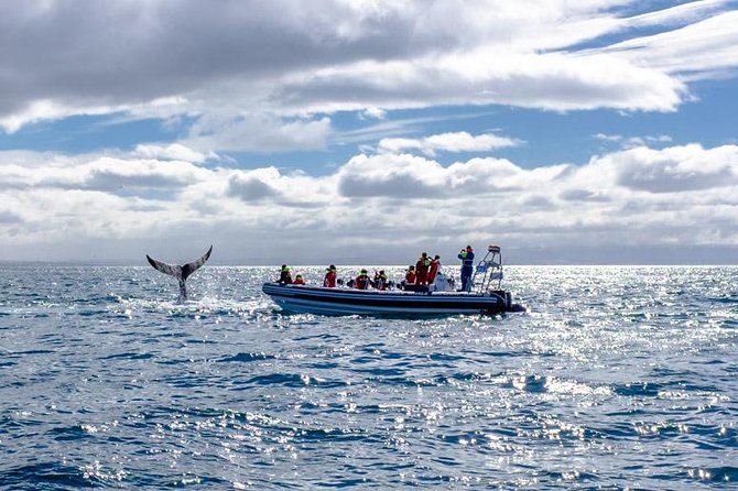 RIB Whale Watching Small-Group Boat Tour from Reykjavik - Is $208.09 a fair price?