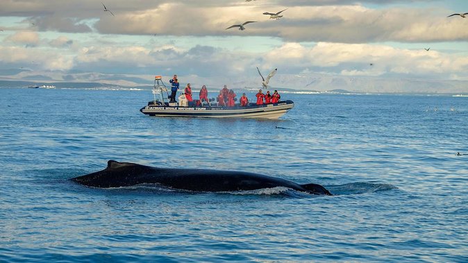 RIB Whale Watching Small-Group Boat Tour from Reykjavik - Who will enjoy this most?