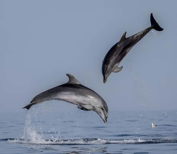 Rovinj: Dolphin Watching Sunset Speedboat Tour with Drinks - Key points to know before booking