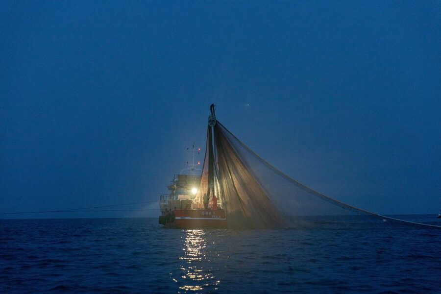 Rovinj: Sunrise Dolphins & Fishermen at Work Speedboat Tour - How this tour compares with a standard dolphin cruise
