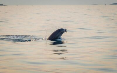 Sunrise Dolphins & Fishermen at Work Speedboat Tour