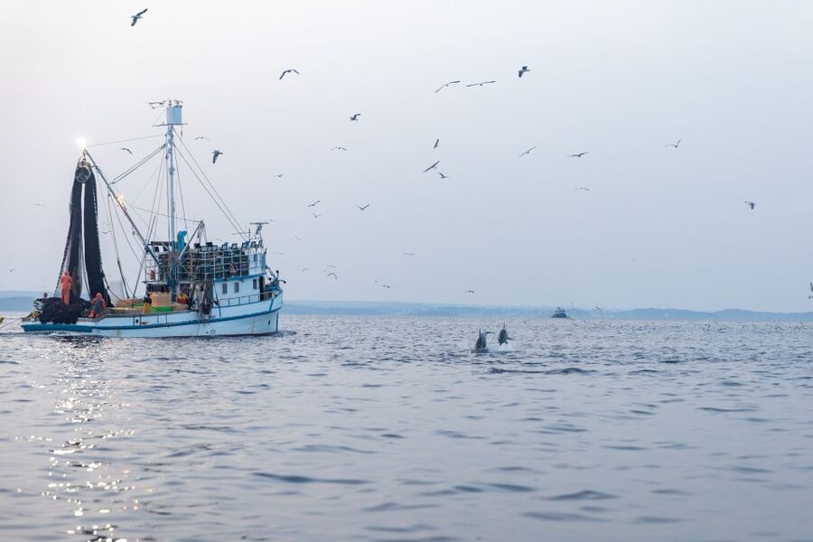 Rovinj: Sunrise Dolphins & Fishermen at Work Speedboat Tour - The guides and the feel of the tour