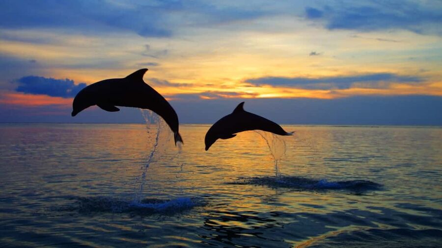 Rovinj: Sunset Speedboat Tour with Dolphin Watching - Key points before you book