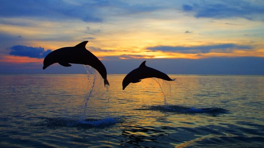 Rovinj: Sunset Speedboat Tour with Dolphin Watching - How the speedboat compares with a larger boat