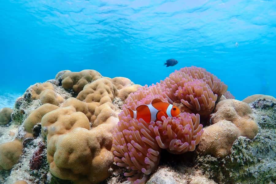 Samaesarn : Finding Nemo Snorkeling Tour Private speedboat - Key points at a glance