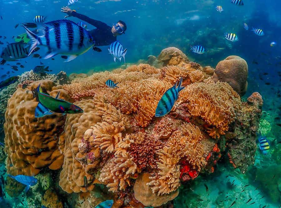 Samaesarn : Finding Nemo Snorkeling Tour Private speedboat - Price, fees, and what you actually receive