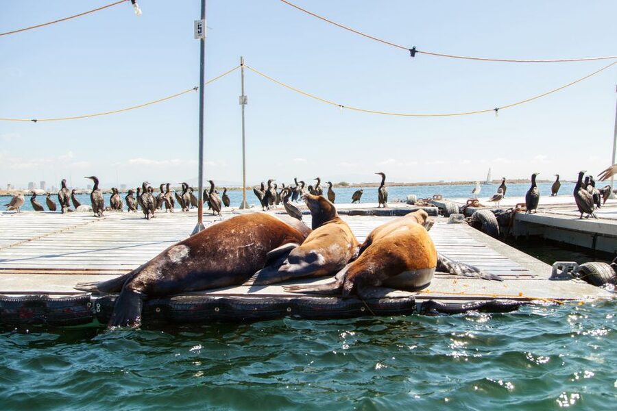 San Diego: Drive Your Own Speed Boat 2-Hour Tour - How much fun do you get for $99?