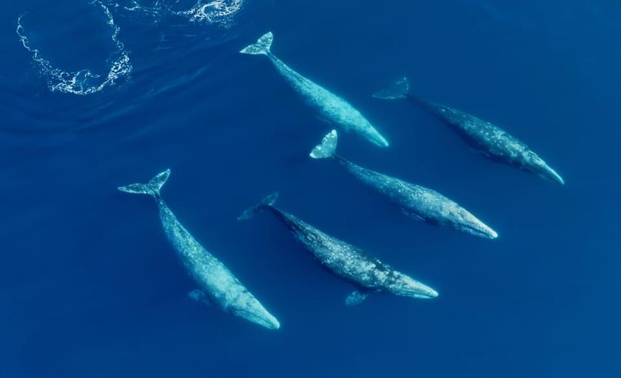 San Diego: Whale and Dolphin Watching Speedboat Tour - Key Things to Know Before You Go