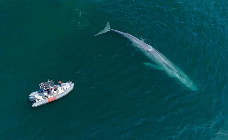 San Diego: Whale and Dolphin Watching Speedboat Tour - Should You Book This San Diego Whale Tour?