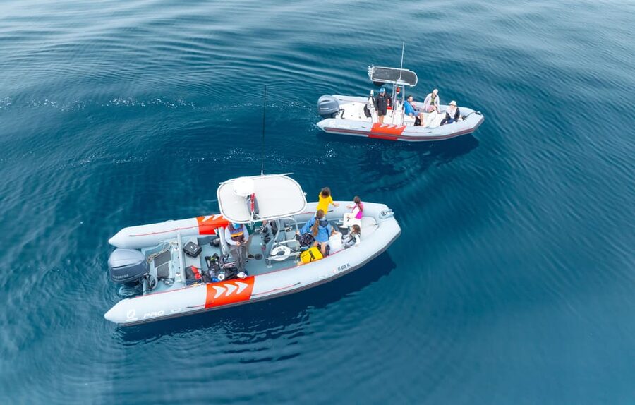 San Diego: Whale and Dolphin Watching Speedboat Tour - A Fast, Small-Group Way to Search San Diego’s Pacific