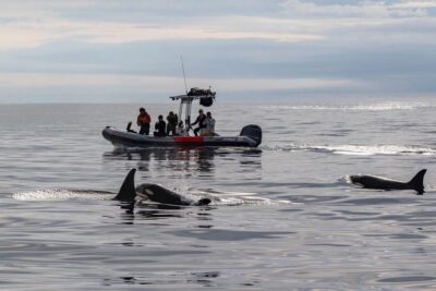 San Diego: Whale and Dolphin Watching Speedboat Tour