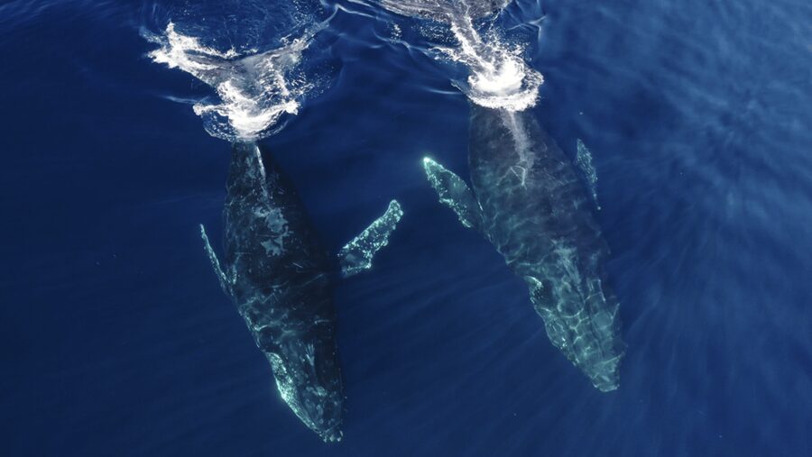San Diego: Whale and Dolphin Watching Speedboat Tour - Why the Small Zodiac Makes a Difference