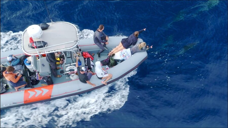 San Diego: Whale and Dolphin Watching Speedboat Tour - How the Guides Shape the Outing
