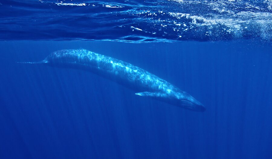 San Diego: Whale and Dolphin Watching Speedboat Tour - The Real Value of $188