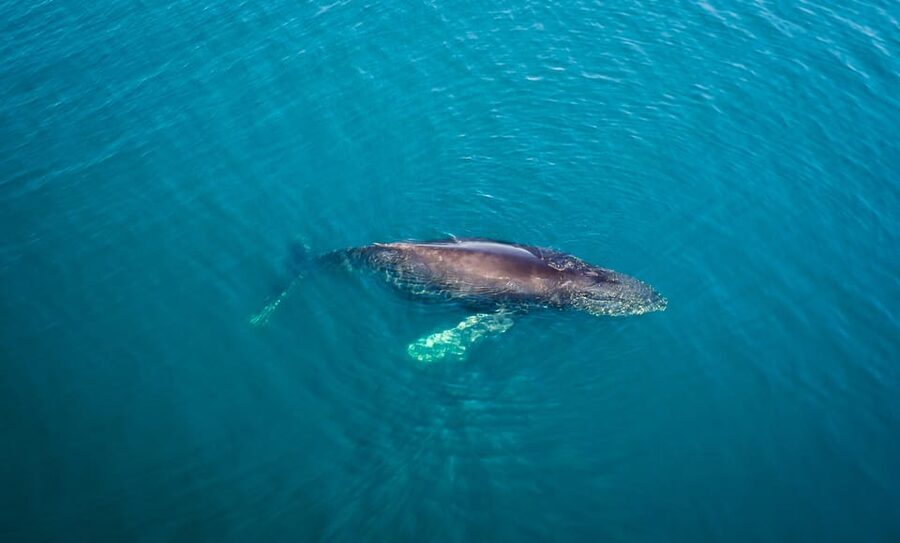 San Diego: Whale and Dolphin Watching Speedboat Tour - Who Will Enjoy This Most