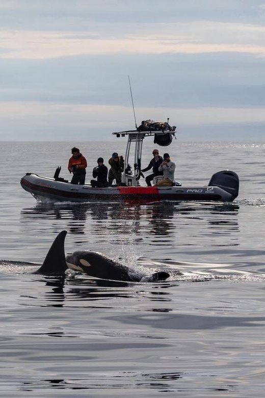 San Diego: Whale and Dolphin Watching Speedboat Tour - Practical Tips for a Better Morning or Afternoon