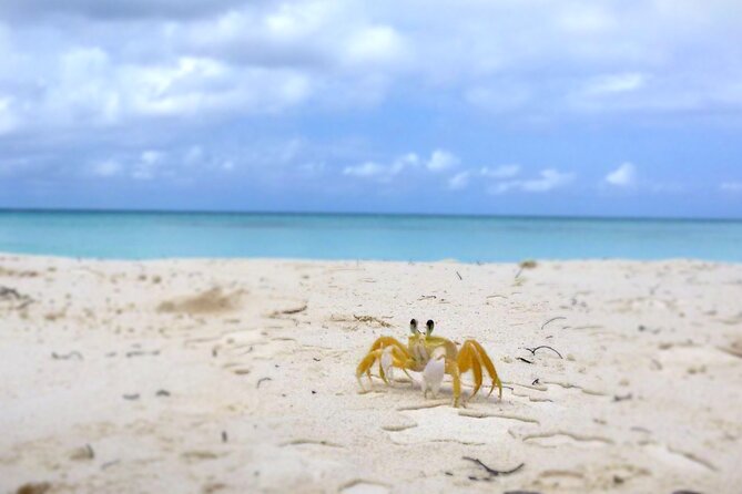 Saona Island, Natural pool Starfish, Fast boat, Catamaran +Dances - Is $169 a fair price?