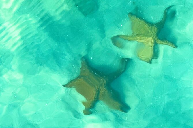 Saona Island, Natural pool Starfish, Fast boat, Catamaran +Dances - The natural pool and its starfish