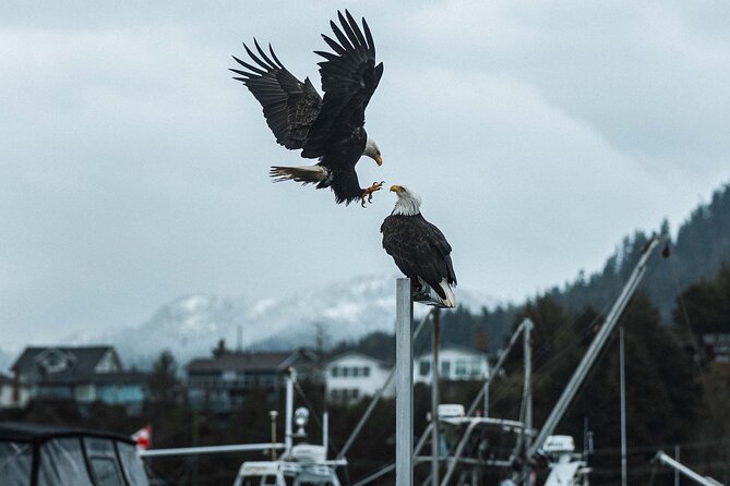 Sea Prince Rupert City and Harbour Shared Zodiac Tour - Why this two-hour ride works well in Prince Rupert