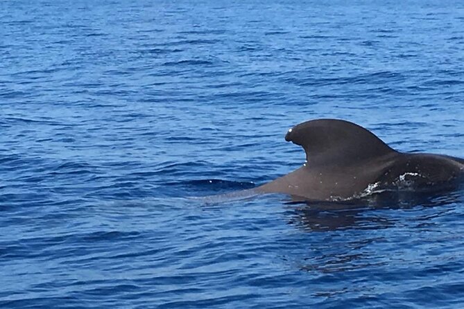 SEA SAFARI Dolphins, Whales, 3h speedboat DISCOVERY-TOUR - Swimming, snorkeling and the BladeFish stop
