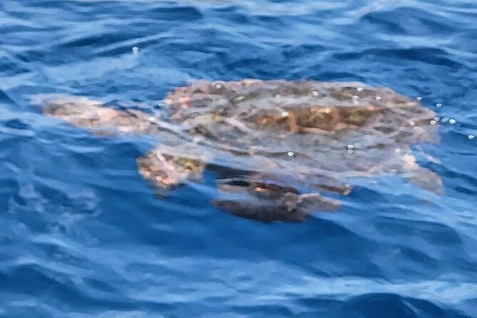 SEA SAFARI Dolphins, Whales, 3h speedboat DISCOVERY-TOUR - What is included for the $78.10 price