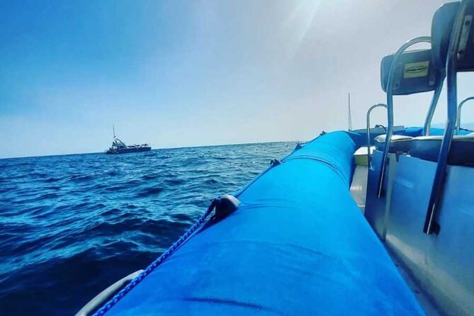 SEA SAFARI, Dolphins, Whales, snorkeling, snack and drink, 2 h speedboat - A guide who adds more than throttle