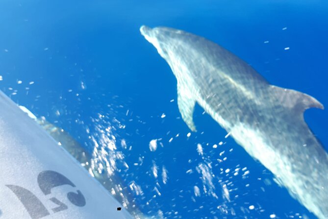 SEA SAFARI, Dolphins, Whales, snorkeling, snack and drink, 2 h speedboat - Practical details before you reserve