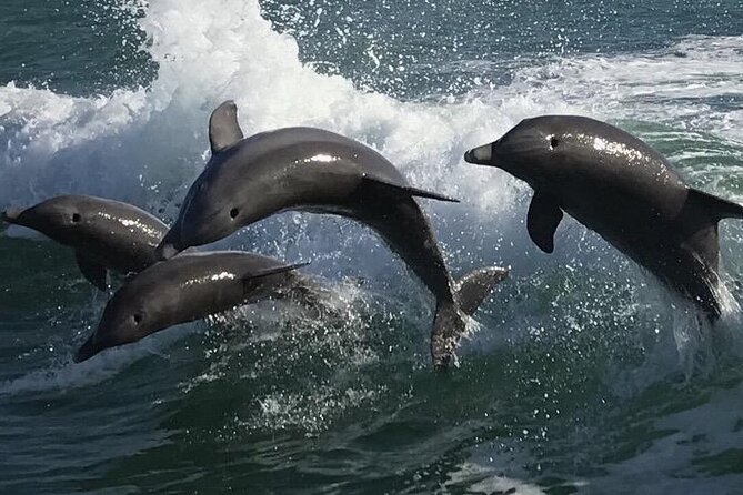 Sea Screamer Clearwater's Only Speed Boat Dolphin Watching - The main event: dolphins in the wake
