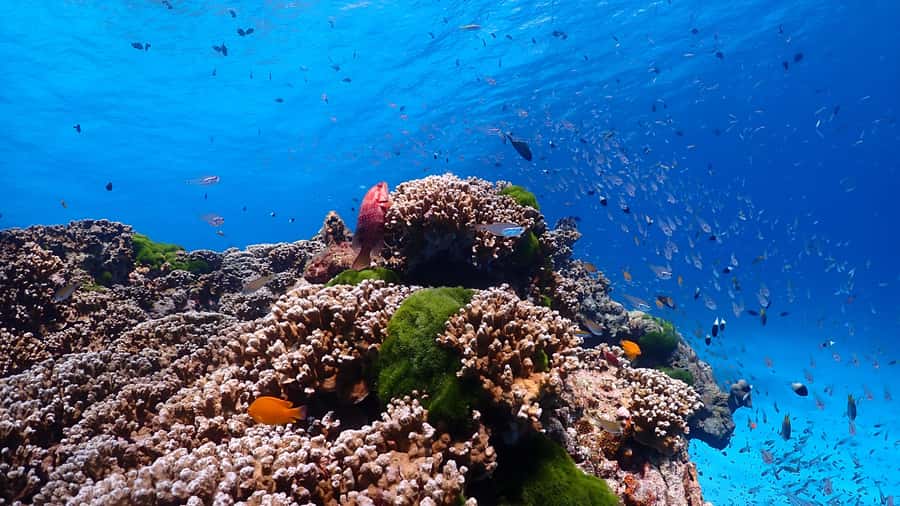 SIMILAN ISLAND BY SPEED BOAT FROM PHUKET - Speedboat travel to the islands