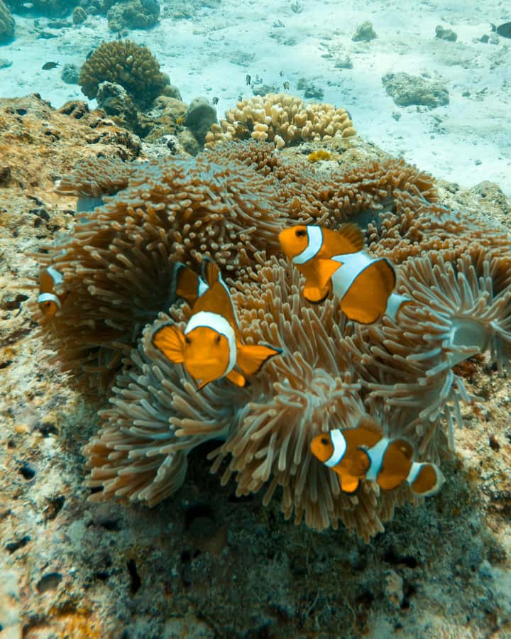 SIMILAN ISLAND BY SPEED BOAT FROM PHUKET - The return to Phuket and what is included