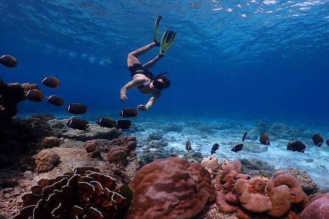 Similan Islands Day Trip from Phuket by Speedboat - Similan Islands Speedboat Tour: Key Points