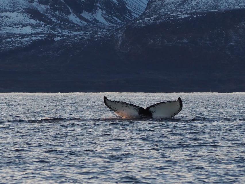 Skjervøy: Whale and Orca Watching Tour by RIB Boat - Key points to know before you book