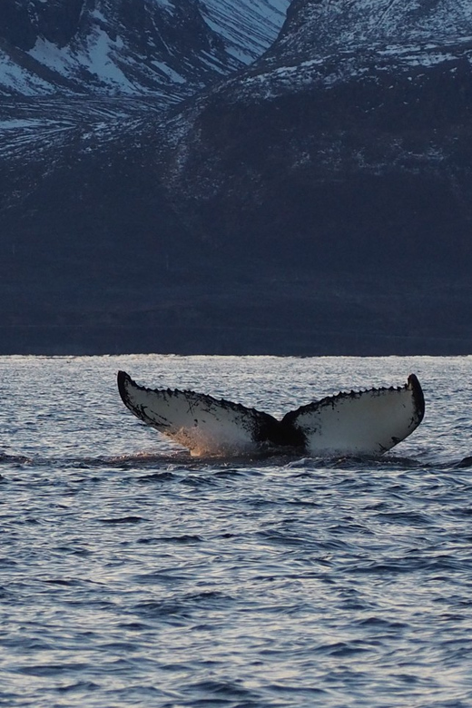 Skjervøy: Whale and Orca Watching Tour by RIB Boat - Should you book the Explore 70 Degrees whale tour?