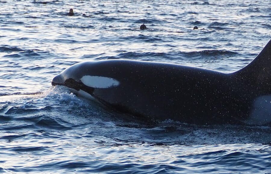 Skjervøy: Whale and Orca Watching Tour by RIB Boat - What the guide adds beyond a fast boat ride