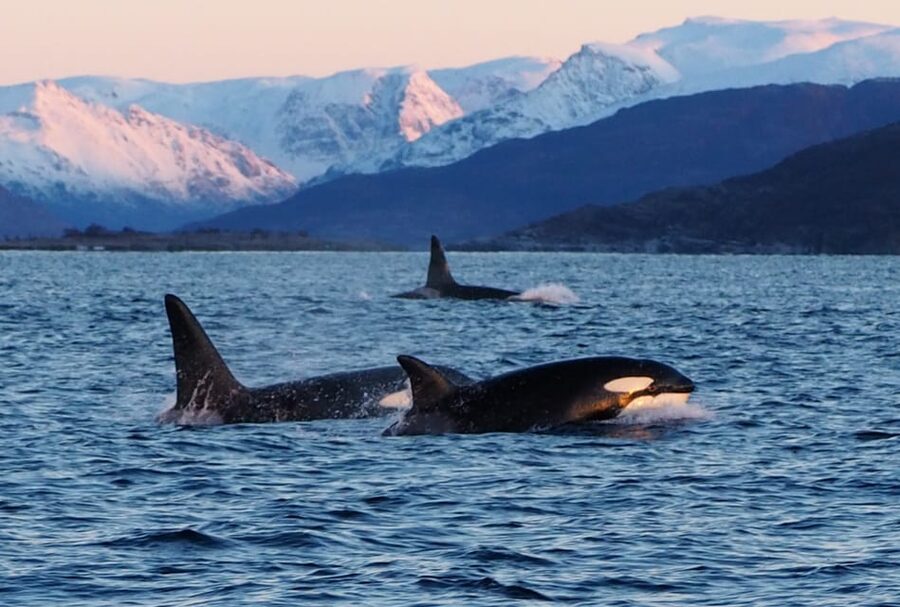 Skjervøy: Whale and Orca Watching Tour by RIB Boat - The cold-weather kit and the real comfort level