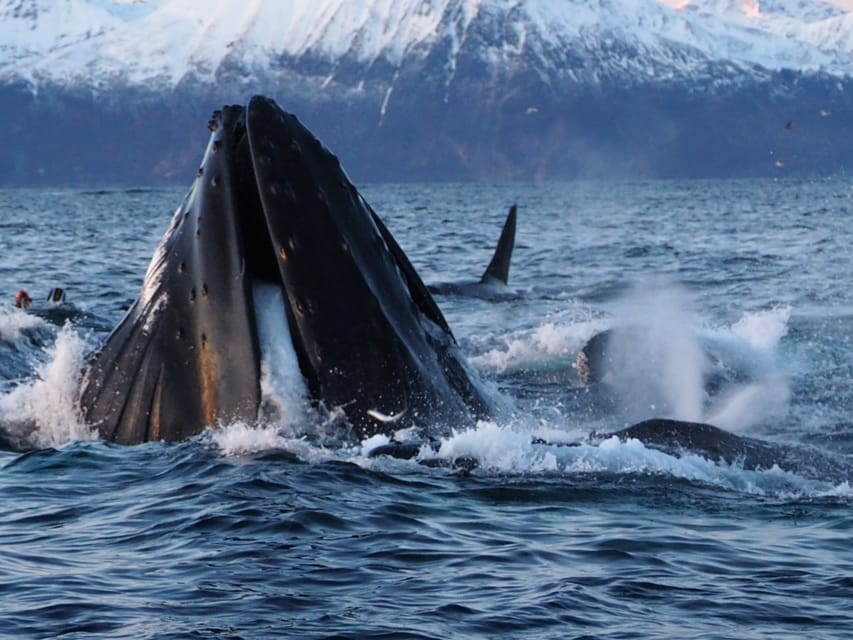 Skjervøy: Whale and Orca Watching Tour by RIB Boat - What $240 buys you