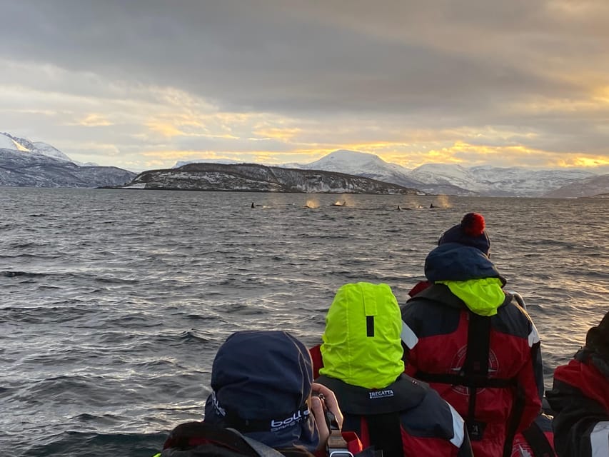 Skjervøy: Whale and Orca Watching Tour by RIB Boat - How the itinerary works over three hours