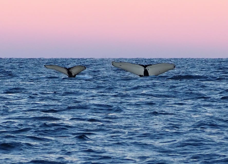 Skjervøy: Whale and Orca Watching Tour by RIB Boat - Who will enjoy this Skjervøy outing most