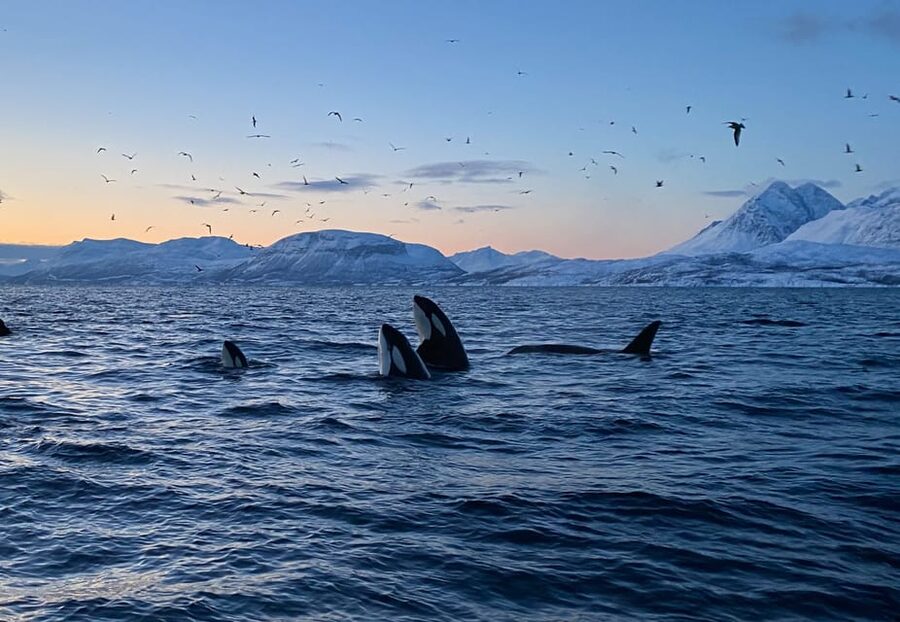 Skjervøy: Whale and Orca Watching Tour by RIB Boat - Why a two-person RIB makes a difference