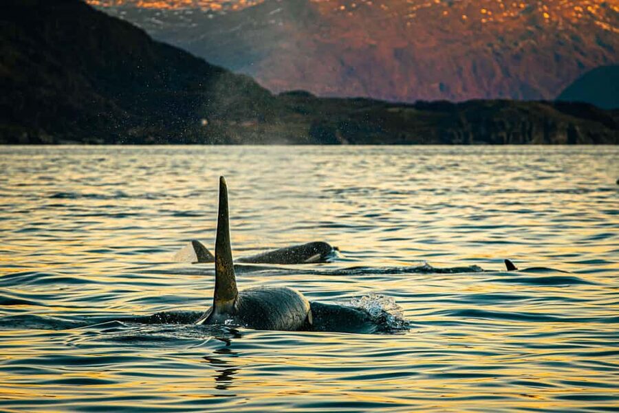 Skjervøy: Whale Watching with RIB Boat and Local Guide - Why Skjervøy is now a strong whale-watching base