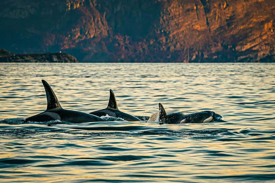 Skjervøy: Whale Watching with RIB Boat and Local Guide - Getting from Tromsø to Skjervøy