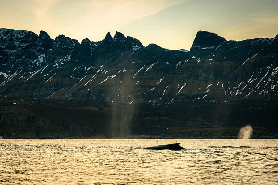 Skjervøy: Whale Watching with RIB Boat and Local Guide - The RIB ride: exciting, wet, and not gentle