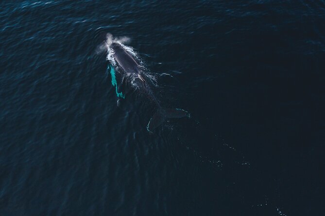 Small Group Whale Watching by RIB - Altafjord is the real stage