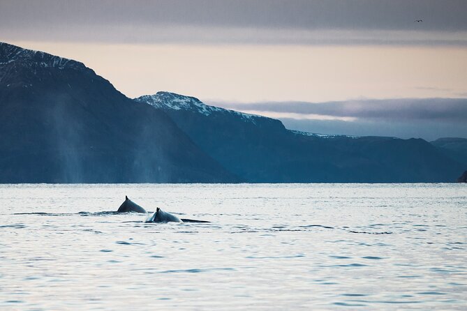 Small Group Whale Watching by RIB - Warm suits, hot drinks, and the cold