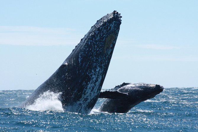 Small-Group Whale Watching Zodiac Boat Cruise in Cabo San Lucas - What this Cabo whale-watching trip is really like